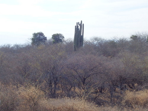 Pasacana Cactus.